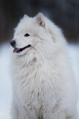 Beyaz köpek oturur ve mesafe içine bakıyor