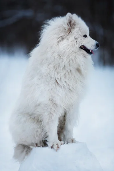 Stor hund sitter på snö koma — Stockfoto