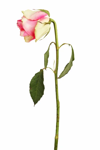 Rosa descolorida sobre un tallo seco con hojas —  Fotos de Stock