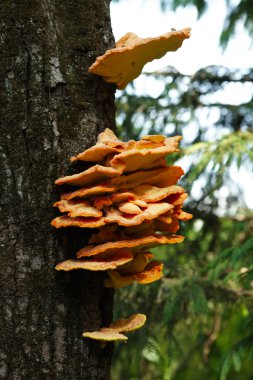 Bir ağaç üzerinde büyüyen birkaç turuncu mantar