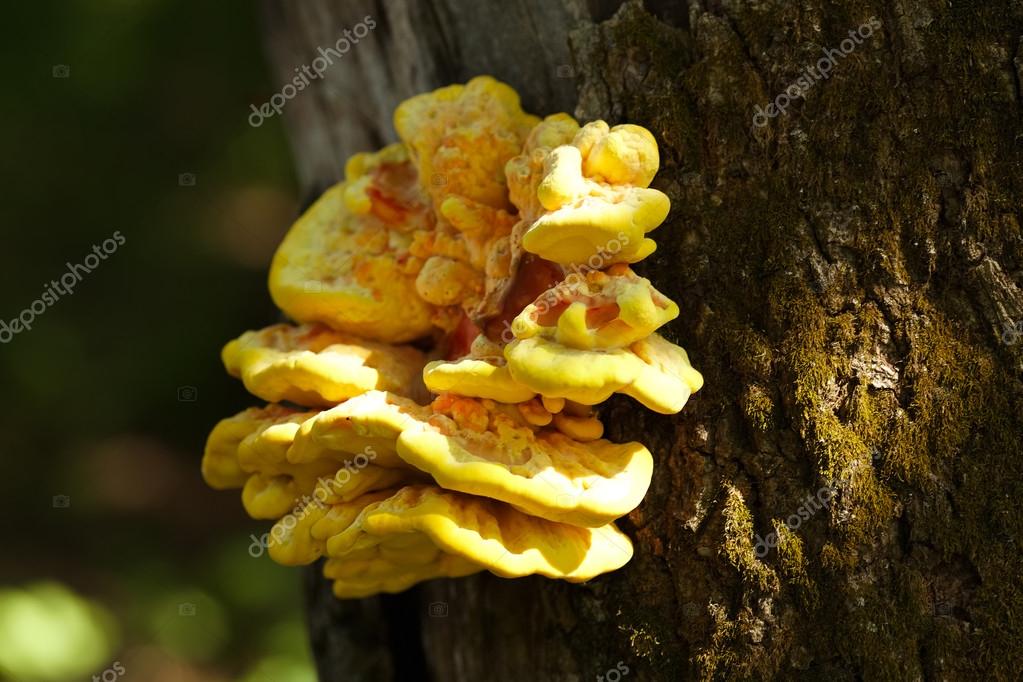 Yellow mushroom growing on a tree Stock Photo by ©Dimedrol68 65823381