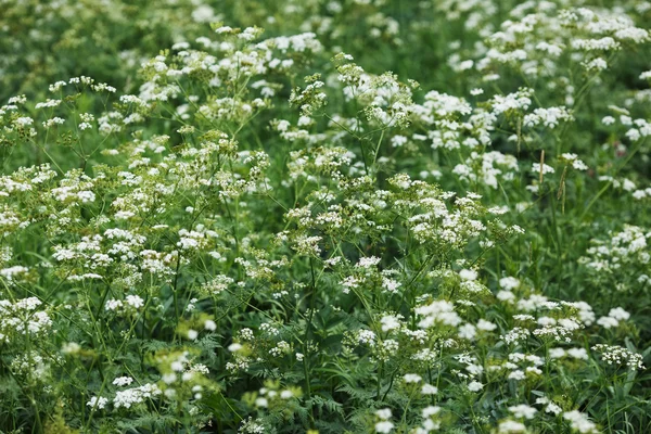 Lots of small wildflowers — Stock Photo, Image