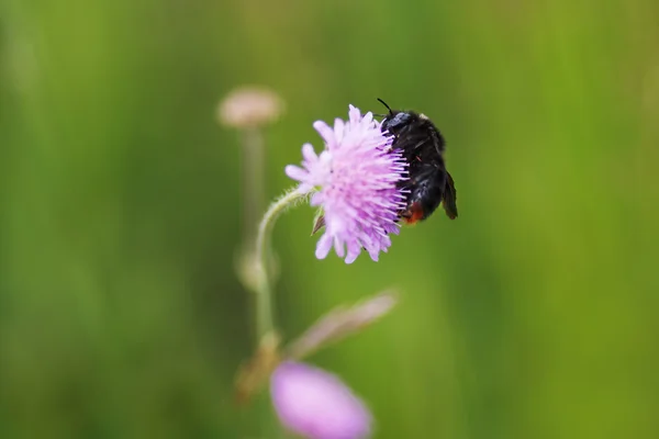 Big bumblebee sits on a purple flower field — Stock Photo, Image