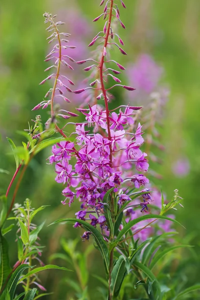 Lila fireweed a virágok között vadvirágok — Stock Fotó