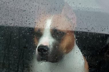 Köpek bir arabada oturan ve camın arkasından arıyorsunuz