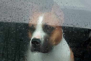 Dog sitting in a car and looking through the glass clipart