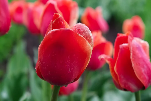 Red tulips on a background of green grass — Stock Photo, Image