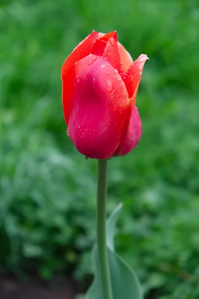 Rode tulip op achtergrond van groen gras — Stockfoto