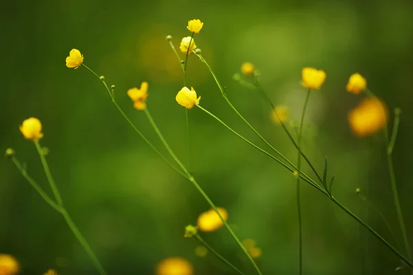 Pequenas flores silvestres amarelas em talos longos — Fotografia de Stock