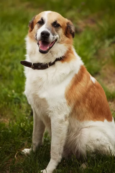 Perro rojo grande con un collar —  Fotos de Stock