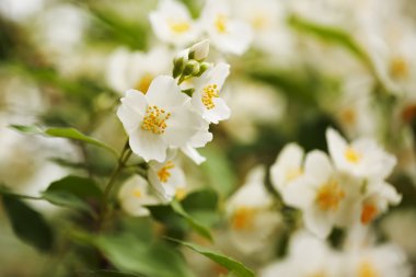 Large white flowers of jasmine