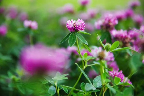 Fältet av ny sommar blommande klöver — Stockfoto