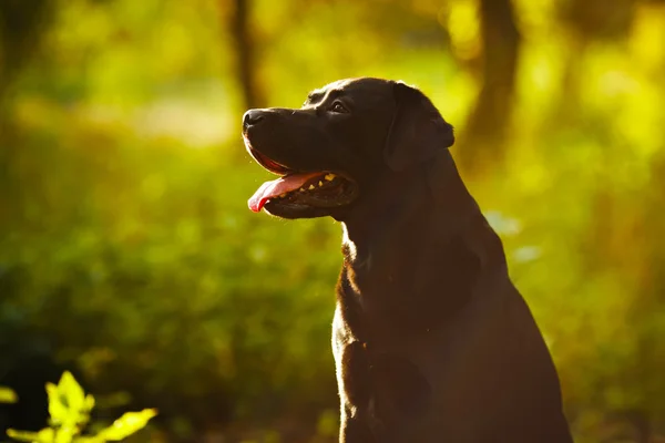 Svart Labrador sitter i en solig skog — Stockfoto