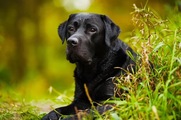 Czarne mokre labrador — Zdjęcie stockowe