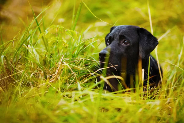 Labrador negro escondido en la hierba —  Fotos de Stock