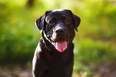 Black labrador sitting and looking at the camera clipart