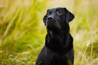 Labrador davada sahibine görünüyor
