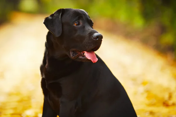 Negro labrador sentado y mirando hacia otro lado — Foto de Stock