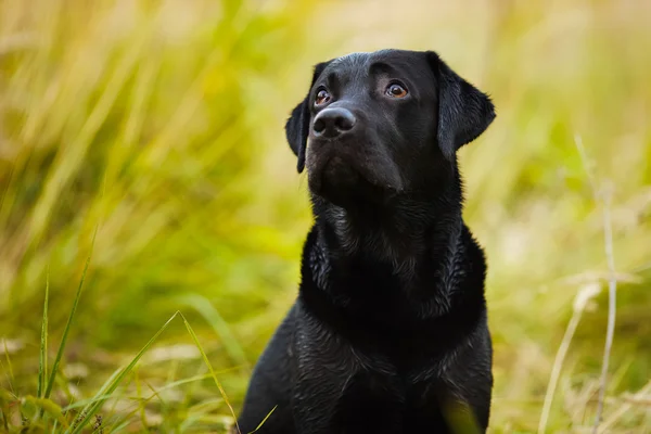 Labrador kijkt evenzogoed voor zijn meester — Stockfoto