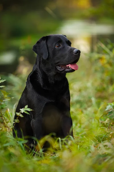 Zwarte labrador zitten in het gras — Stockfoto