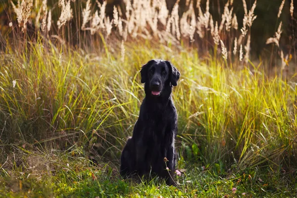 Czarny pies siedzi wśród wysokiej trawy — Zdjęcie stockowe