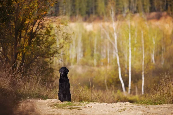 Mokry pies siedzi na tle autumn drzewa — Zdjęcie stockowe