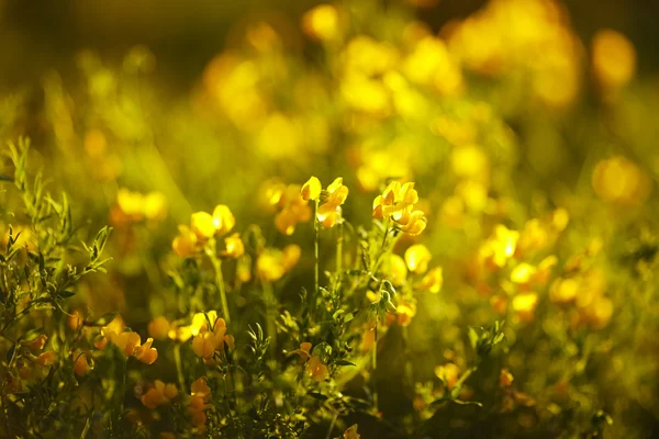 Flores amarelas nos raios de sol da noite — Fotografia de Stock