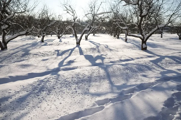 Árboles en el jardín cubiertos de nieve — Foto de Stock