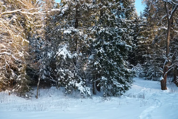 Árboles cubiertos de nieve — Foto de Stock