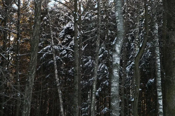 Árboles en el bosque cubiertos de nieve — Foto de Stock