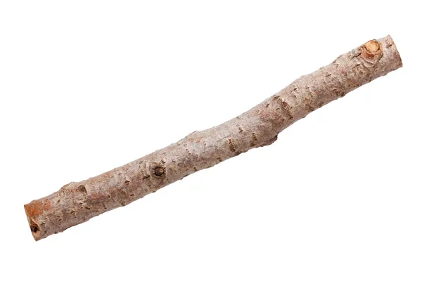 Кусок ствола дерева — стоковое фото