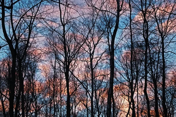 Árboles contra el cielo nublado de la noche — Foto de Stock