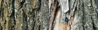 close up view of old tree bark, ecology concept, banner clipart