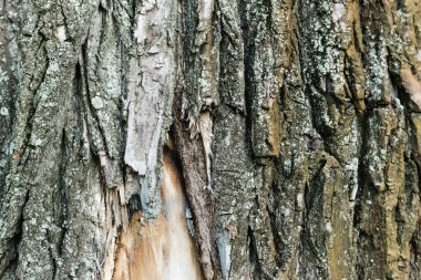 Yaşlanan ağacın kaba kabuğuna yakından bakmak, ekoloji kavramı