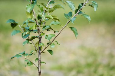 Bulanık arka planda büyüyen genç yeşil bitki, ekoloji kavramı