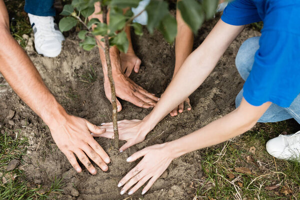 обрезанный вид семьи волонтеров посадка молодого дерева, экологическая концепция