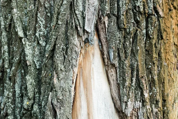 Vue Rapprochée Écorce Rugueuse Vieil Arbre Concept Écologique — Photo