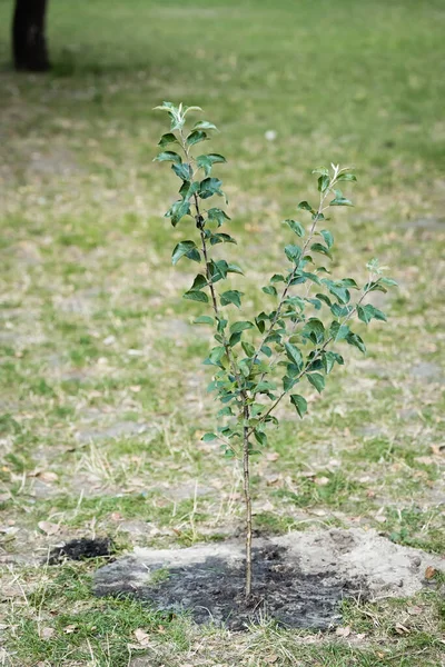 Pohon Hijau Muda Tumbuh Pada Latar Belakang Kabur Konsep Ekologi — Stok Foto