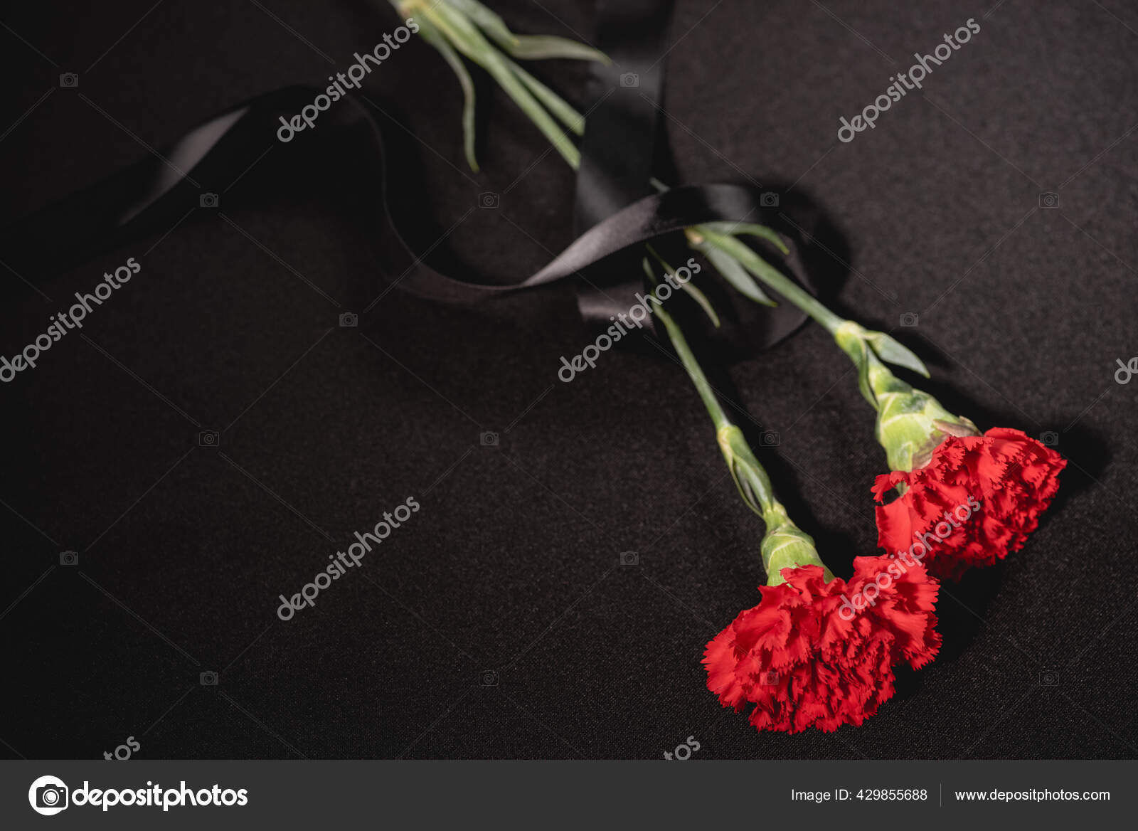 Top View Two Red Carnation Flowers Ribbon Black Background Funeral Stock Photo Image By C Andrewlozovyi 429855688