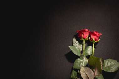 Siyah arka planda iki kırmızı gül, cenaze konsepti.