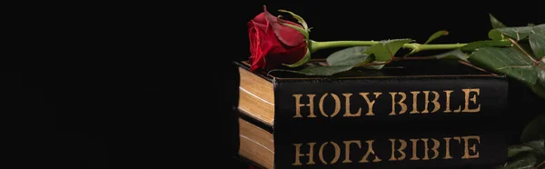 Červená Růže Svaté Bibli Černém Pozadí Koncept Pohřbu Banner — Stock fotografie