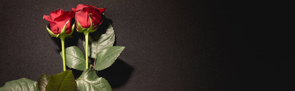 two red roses on black background, funeral concept, banner