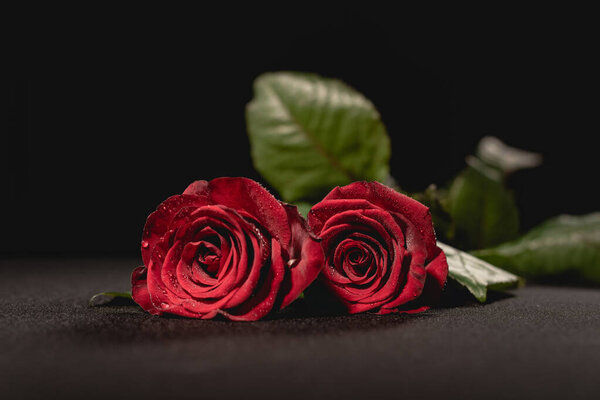 two red roses on black background, funeral concept