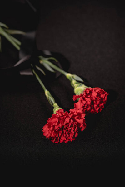 two red carnation flowers with ribbon on black background, funeral concept