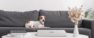 Jack Russell Terrier gri koltukta modern oturma odasında, yatay pankartta