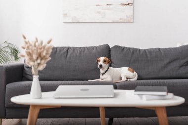 Jack Russell Terrier, kahve masasının yanındaki gri koltukta, modern oturma odasında dizüstü bilgisayarlı. 