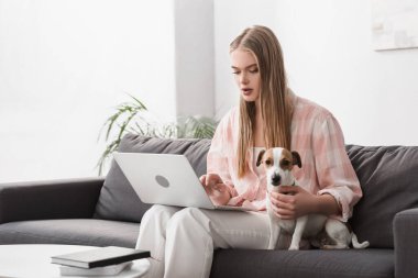 Jack Russell Terrier ile kanepede oturan ve dizüstü bilgisayar kullanan genç bir kadın. 