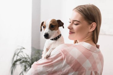 Genç, neşeli bir kadın, oturma odasında Jack Russell Terrier 'ı tutuyor. 