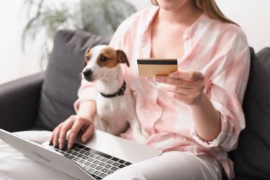 Evde online alışveriş yaparken Jack Russell Terrier ve dizüstü bilgisayarının yanında kredi kartı tutan genç bir kadın görüntüsü.