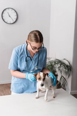 Gözlüklü ve lateks eldivenli genç veteriner Jack Russell Terrier 'ı inceliyor.